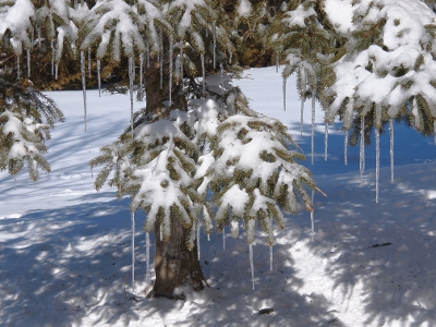 [Lower branches of the tree with a multitide of 4 inch long icicles hanging from the tree.]